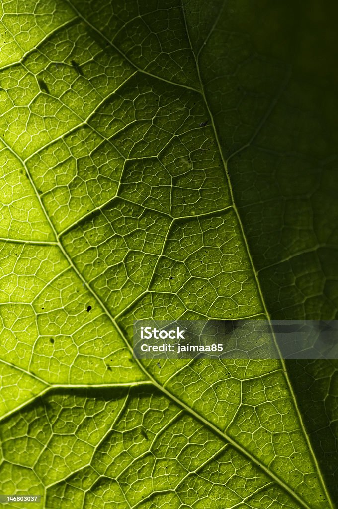 Крупный план листьев - Стоковые фото Природа роялти-фри