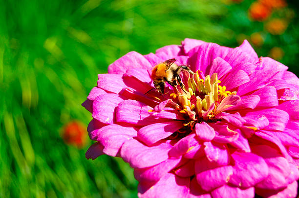 worker bee stock photo