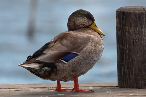 Resting duck on a wooden pier with an out of focus lake on the background.