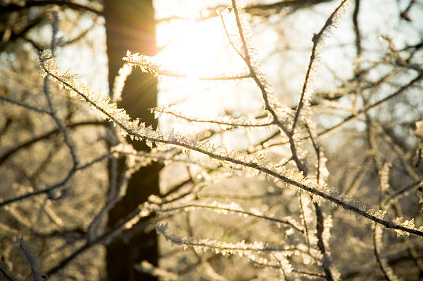 istock Ice and Frost on Branches at Sunrise 146803170