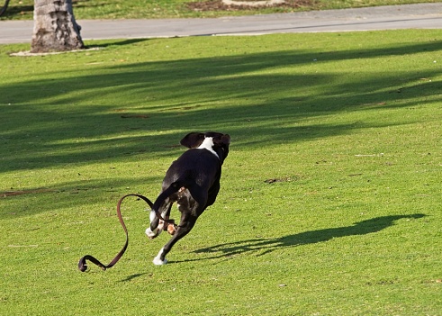Dog running free in park with leash trailing behind on green grass. A dog get loose from owner and runs free in public park. Room for copy.