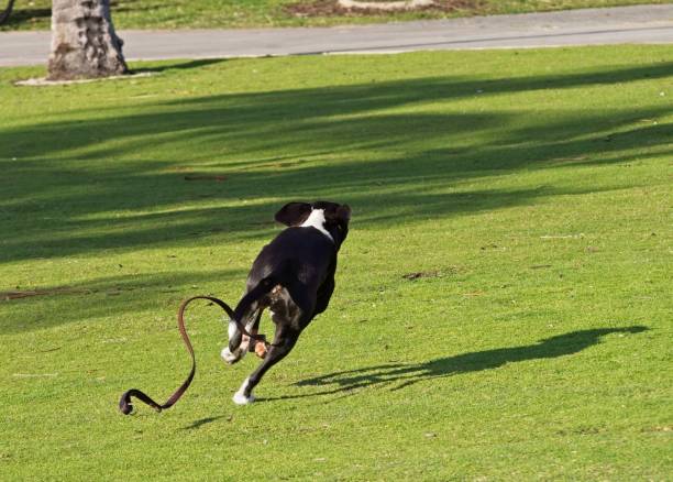 Dog running free in park with leash trailing behind on green grass Dog running free in park with leash trailing behind on green grass. A dog get loose from owner and runs free in public park. Room for copy. escaping stock pictures, royalty-free photos & images
