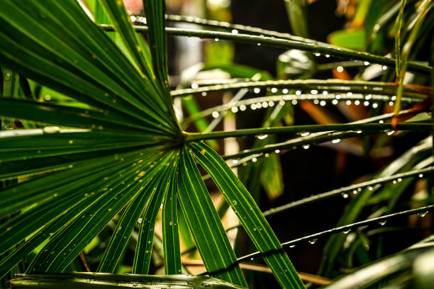 raphis palm - lady palm close up (em inglês) - raphis - fotografias e filmes do acervo