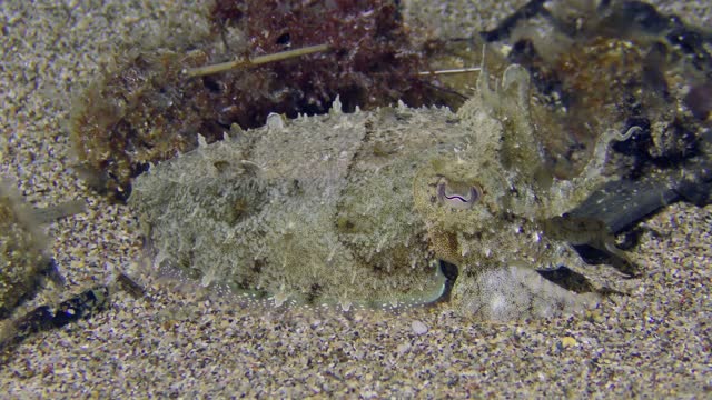 Cuttlefish disguises itself on the sandy bottom.