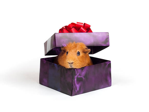 Guinea pig in box stock photo