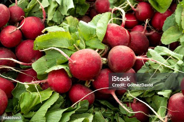 Closeup Of Organic Red Radishes At Farmers Market Stock Photo - Download Image Now