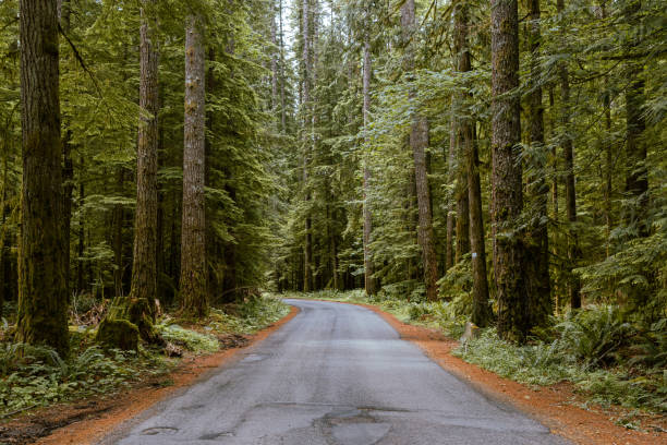 istock Narrow road in the forest 1468036201