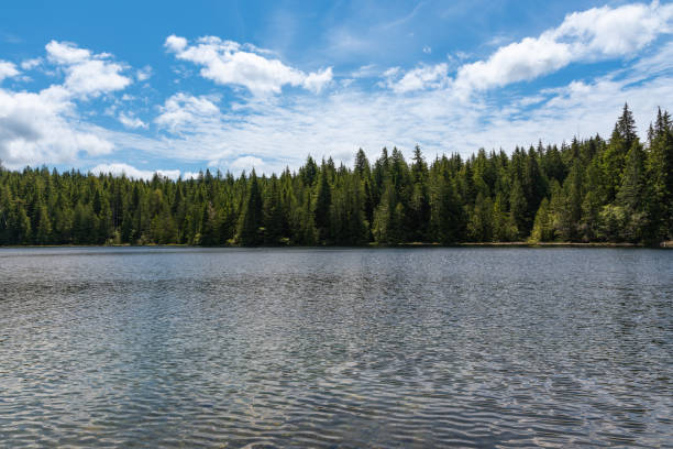 istock Calm mountain lake with a deep green forest on the background 1468036758