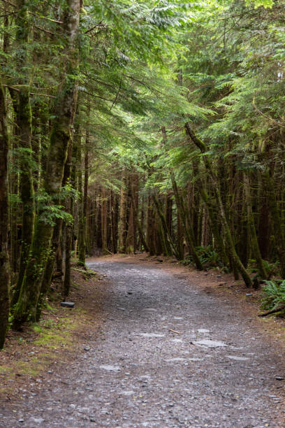 istock Narrow way through the rain forest on Vancouver Island 1468036778