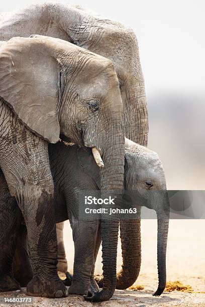 Elefantenkalb Stockfoto und mehr Bilder von Elefant - Elefant, Drei Tiere, Namibia
