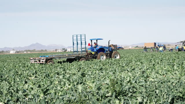 Blue Tractor and Flat Bed Trailer Approaching Mexican Migrant Workers Harvesting Cauliflower to Conveyer Belt Machinery In a Green Field, Near Yuma Arizona With Tractor and Flat Bed Trailer Approaching to Transfer Load