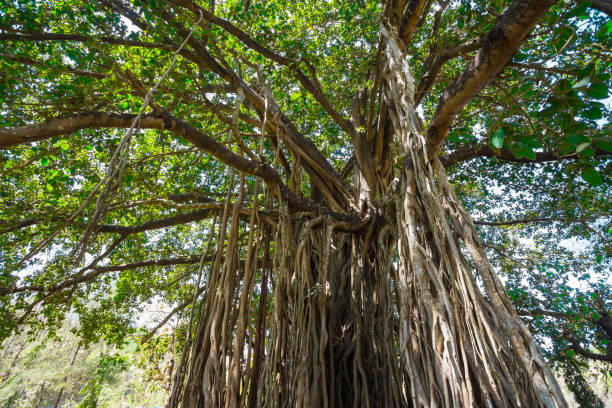 istock sacred tree in the jungle. India. Goa 1468041043
