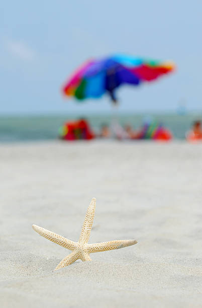 istock starfish on the sand beach 146804118