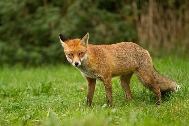 лисица - animal mammal outdoors red fox стоковые фото и изображения