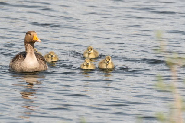 Greylag Goose with Goslings on Water