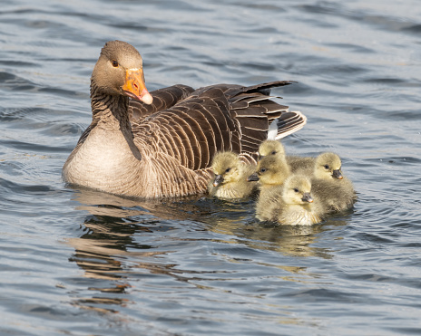 Greylag Goose with Goslings on Water