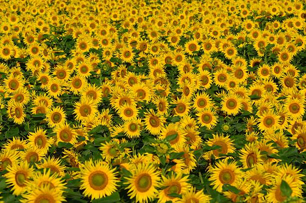 Field with bright yellow sunflowers stock photo