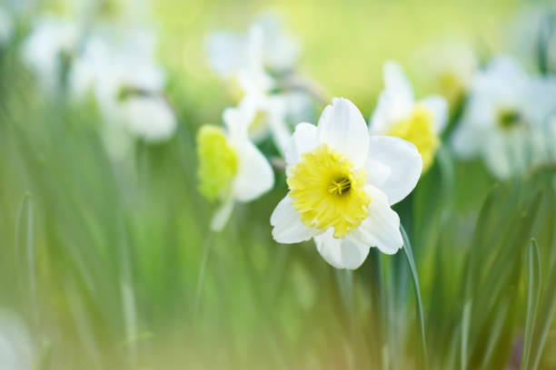 istock Spring blossoming light yellow and white daffodils in garden, springtime blooming narcissus (jonquil) flowers 1468044192