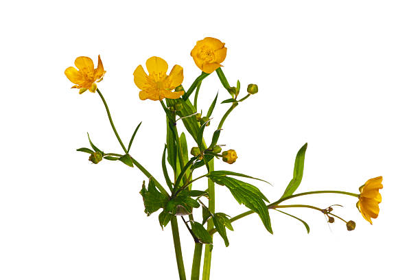 istock yellow bright buttercup flowers on white 146804514