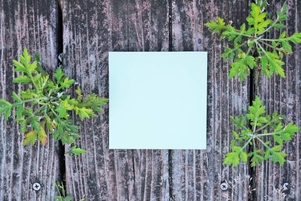 istock Mock-up of a vintage-style comment space with weed wormwood emerging from between the rain and wind deteriorated 1468045208