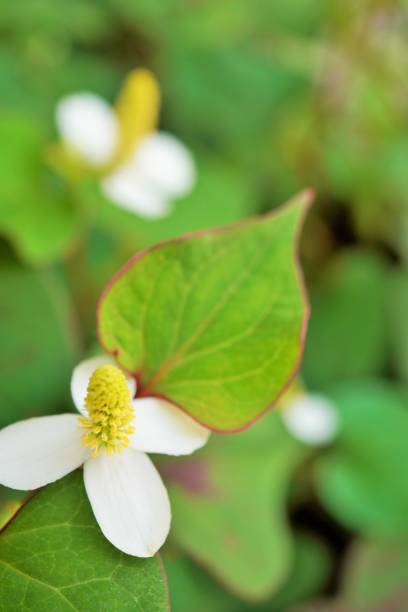 istock Rustic and lovely dokudami flowers and leaves, vertical 1468045231