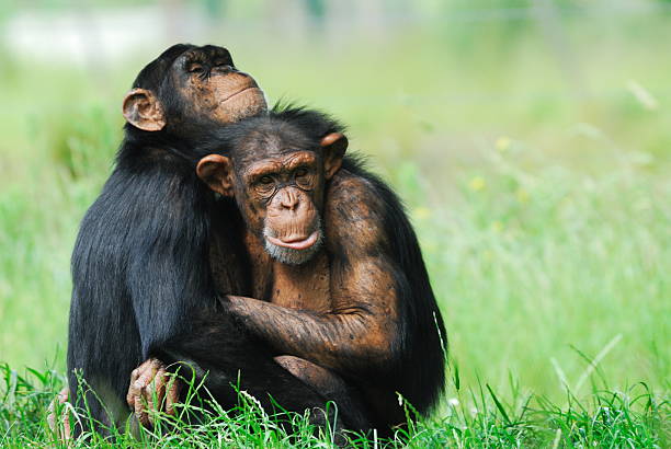 two cute chimpanzees stock photo