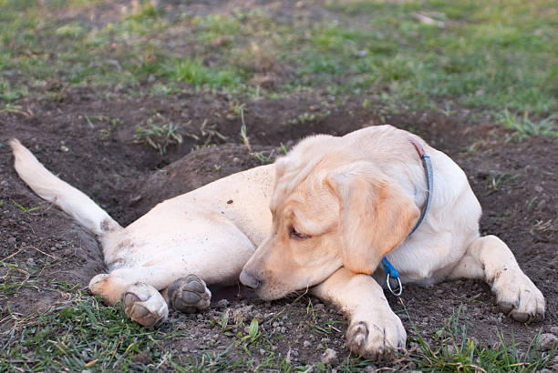 Fatigué Chiot - Photo