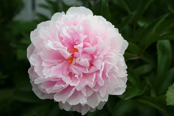 Beautiful Peony in pink and white with a wonderful middle