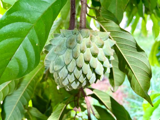 istock Focus on the Annona crassiflora fruit tree, popularly called Araticum, a typical Brazilian fruit, tasty, with fleshy white pulp and antioxidant properties. 1468045939