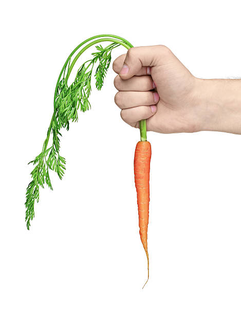 istock Hand holding a fresh and ripe carrot 146804604