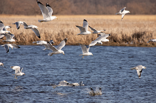 Photograph of a flock of ring billed gulls flying over the river in a wetland. Some are the gulls are in the water grabbing a small fish while others are hovering above still searching.