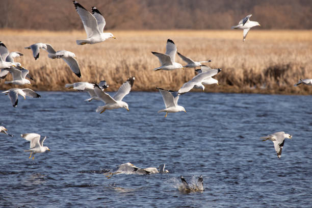 Ring billed gulls fishing in the river stock photo