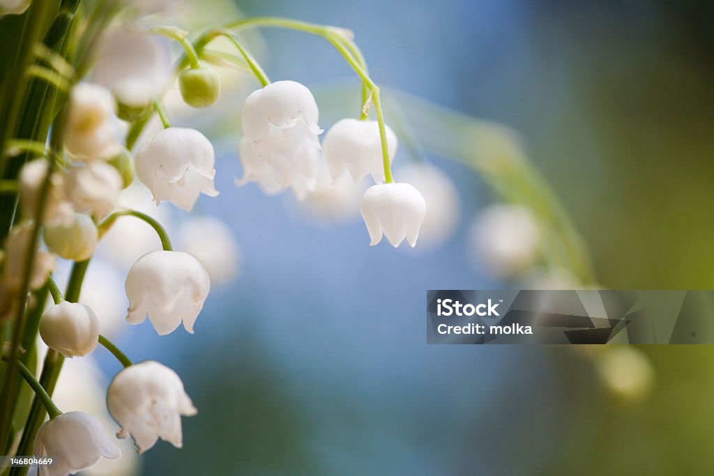 Lily of the valley - Стоковые фото Ароматический роялти-фри