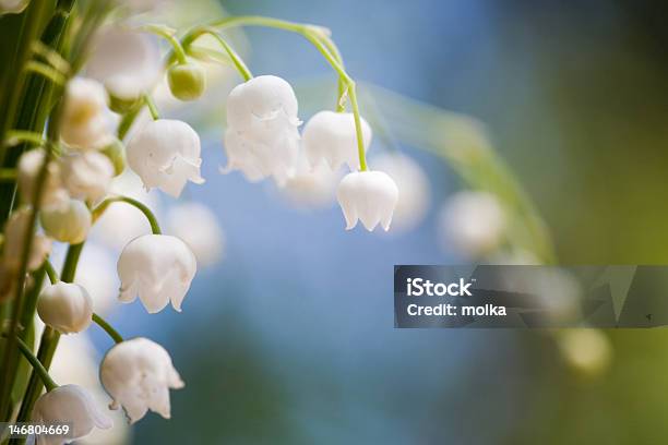 Lily Of The Valley — стоковые фотографии и другие картинки Ароматический - Ароматический, Без людей, Белый