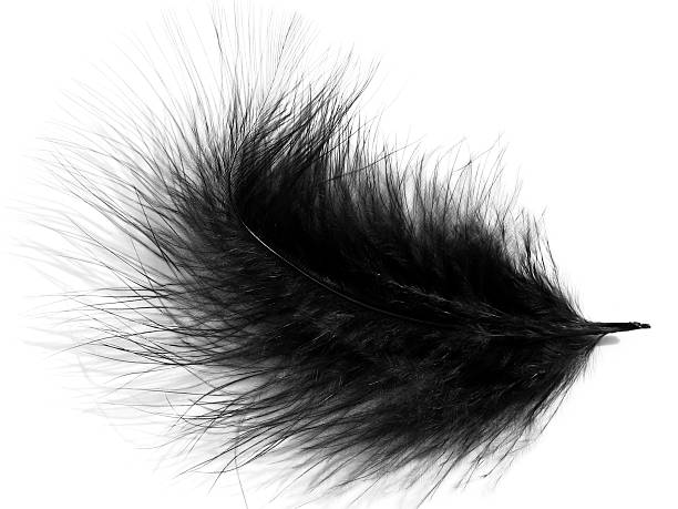 Feather stock photo