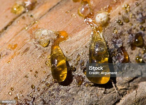 Drops Of Pine Pitch Stock Photo - Download Image Now - Brown, Close-up, Color Image