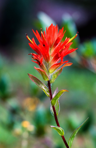 Colorful Indian paintbrush