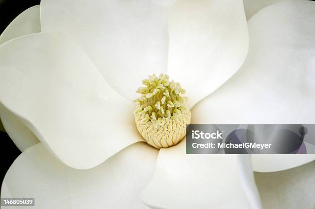 Photo libre de droit de Fleur De Magnolia banque d'images et plus d'images libres de droit de Arbre en fleurs - Arbre en fleurs, Blanc, Capitule