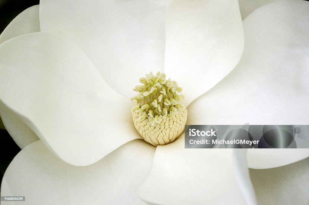 Fiore di Magnolia - Foto stock royalty-free di Bianco