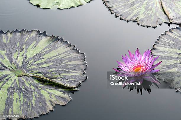 Ninfea - Fotografie stock e altre immagini di Acqua - Acqua, Ambientazione esterna, Ambientazione tranquilla