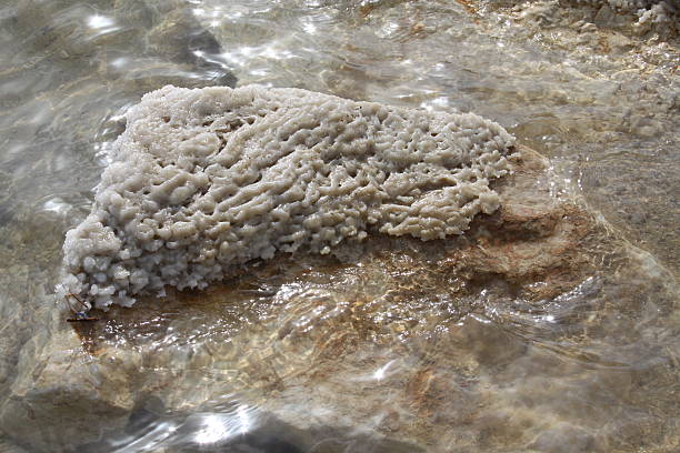 istock Rock with salt build up from the Dead Sea 146805275