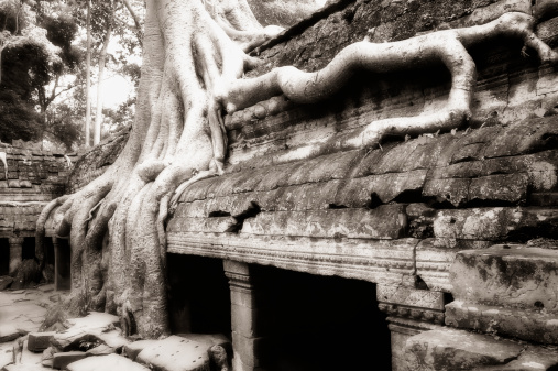 Huge banyan tree roots seized upon ruin walls at Ta Prohm temple, Angkor, Cambodia, infrared-monochrome image.