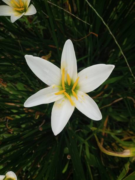 close up of white Zephyranthes candida flowers close up of white Zephyranthes candida flowers that are blooming in the morning white rain lily stock pictures, royalty-free photos & images