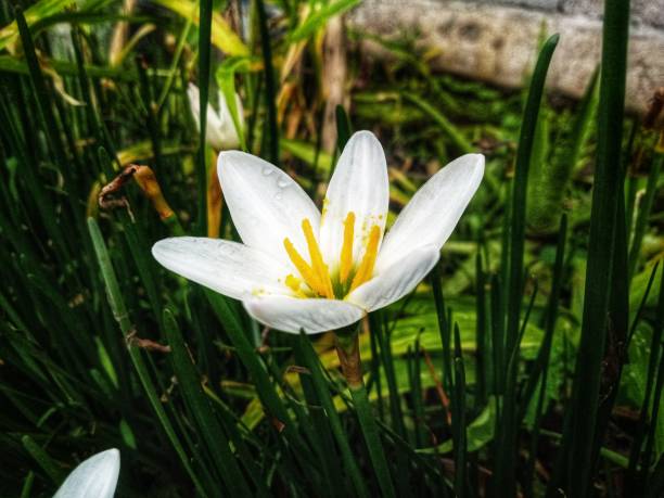 close up of white Zephyranthes candida flowers close up of white Zephyranthes candida flowers that are blooming in the morning white rain lily stock pictures, royalty-free photos & images