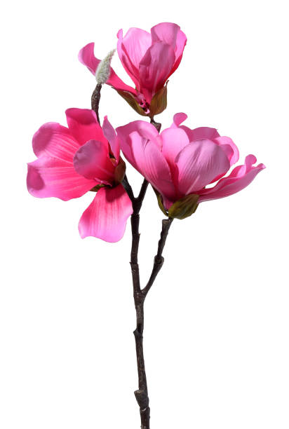 istock Magnolia branch with pink flowers on a white background, textile material 1468054670