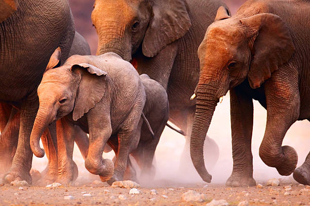 エレファントの一団ランニング - desert africa mammal animal ストックフォトと画像