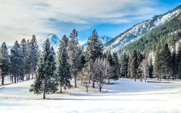 An incredibly beautiful winter scene.  The month is February in central Washington and one can feel the chill in the air with a hint of warmth from the morning sun.  An open area of fresh, white snow is in the foreground while dozens of frosty fir trees complete the scene.  Two mountain peaks are half hidden in the background; McClellan Peak and Dragontail Peak.    A deep blue sky with scattered clouds completes the top of the frame of this winter wonderland.