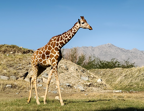 A juvenile giraffe is walking across an open expanse at the Living Desert Zoo in Palm Springs, CA.  The view is in profile of this young African giraffe, slowing walking through the wildlife park.  It is late May and green grass is seen in the foreground while the background has small, rocky hills.  A perfectly blue sky creates a strong contrast with the head and long neck of the giraffe as it juts above the ridge line.