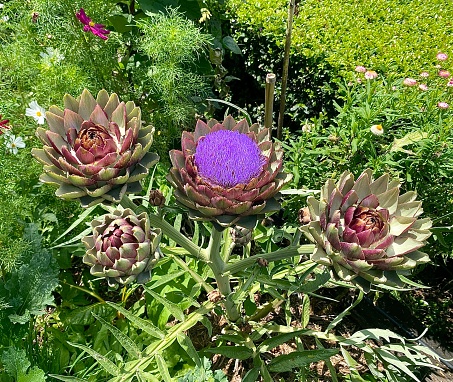 Horizontal landscape of heirloom artichoke with buds of violets purple Romagna globe growing in organic vegetable garden bed in summer country Australian yard