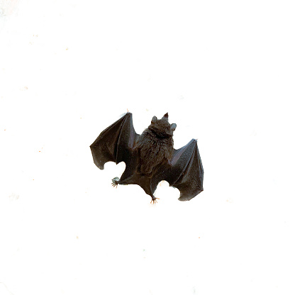 High angle view of a little bat isolated on white background. Image made in the street of Caracas city with an iPhone.